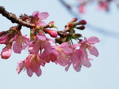 -中国科学院华南植物园