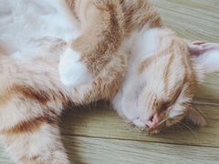 -MOYOYO猫咪咖啡店