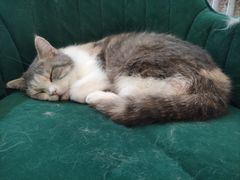 -平行世界·猫咖(首经贸店)