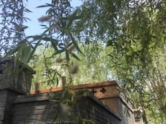 -白洋淀景区