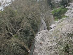 -武汉大学-樱园