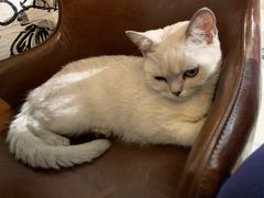 -猫小院猫主题餐厅(三里屯店)