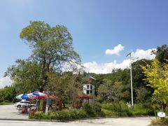 -九龙江国家森林公园