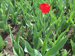 -长春公园(普阳街道)