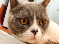 -遇见羊驼·奶狗咖·布偶猫咖·法斗柯基柴犬阿拉斯加(春熙路太古里IFS店)
