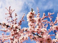 -桃花堤公园