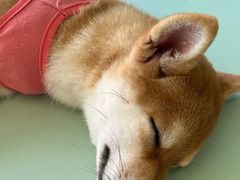 -怪兽屋·羊驼·猫咖·狗咖(俊华广场店)