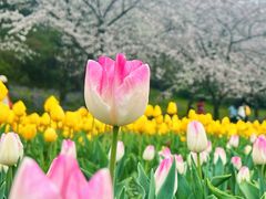 -苏州上方山国家森林公园