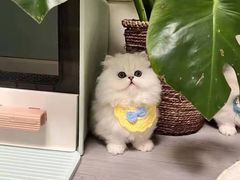 -欣宠猫屋·矮脚拿破仑·蓝金金渐层