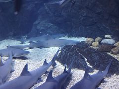 -烟台海昌鲸鲨海洋公园