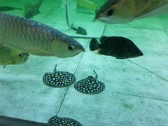 -中环花鸟鱼虫市场