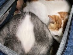 -美联众合宠物医院·爱萌分院·内外科·猫科中心