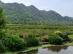 -中国茶叶博物馆(双峰馆区)