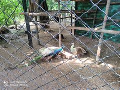 -大鹅岛绿色生态美食园