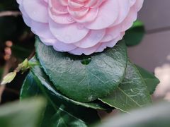 -T館·花园艺术餐厅