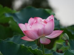 -成都南湖公园