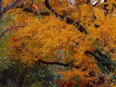 -遵化市禅林寺古银杏风景园