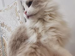 -共舞时光猫咖·狗咖(新街口店)