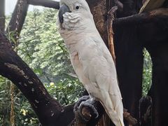 -广州长隆飞鸟乐园