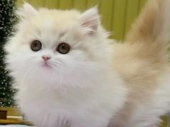 -欣宠猫屋·矮脚拿破仑·蓝金金渐层