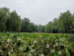 -莲湖公园