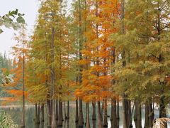 -白鹭湾湿地公园