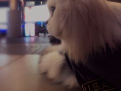 -Pets First伊珊娜洗护·精致美容·家庭式寄养(新会路店)