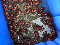 -秦美花卉(天朗·莱茵小城2期店)