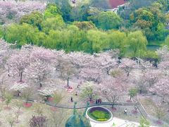 -顾村公园