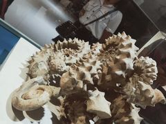 -青岛贝壳博物馆