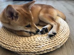 -浣熊柯尔鸭土拨鼠·电玩咖