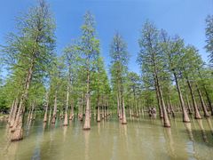 -泗洪洪泽湖湿地景区