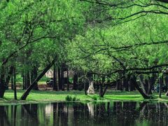 -上海共青森林公园