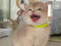 -糯米喵星人总部直营旗舰店·猫舍·幼猫出售