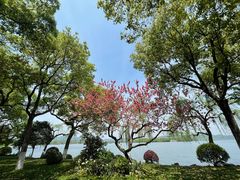 -浙江西子宾馆·瑶园咖啡厅