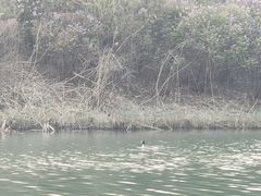 -丁香湖公园