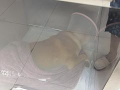 -申普宠物医院·心脏介入·心血管微创(总院)