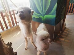 -昆明大悦城未来动物城(螺蛳湾中心店)