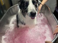 -PETKIT小佩宠物·低压洗护(国顺东路店)