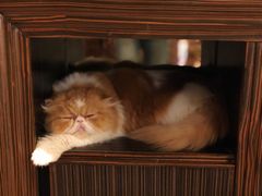 -more than meow吴止猫主题餐厅(承德 中船汇店)