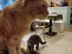 -平行世界·猫咖(首经贸店)