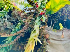 -新加坡植物园