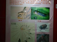 -上海昆虫博物馆
