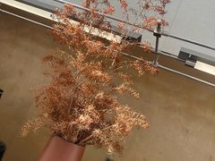 -BeauTea水仙(coco park店)