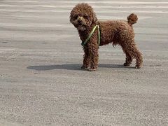 -爱侣宠医·鹦鹉专科·小型哺乳类·异宠专科(灵石路店)