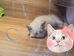 -猫十亿·布偶金渐层·曼基康矮脚猫舍(青年路店)