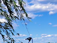 -野鸭湖国家湿地公园