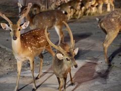 -清迈夜间动物园