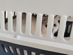 -中农国际动物医院24小时·猫科·骨科·急重症中心