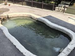 -可心烤鱼